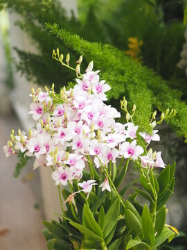 Pink, purple orchids Dendrobium lindley, Orchidaceae, Dendrobium phalaenopsis beautiful bouquet on blurred of nature background