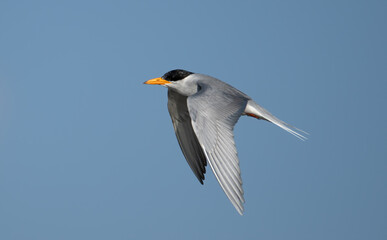 Flying shot of river tern at Bhigwan, Maharashtra, India