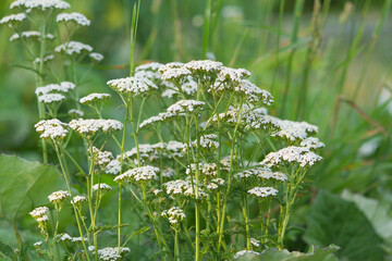 Yarrow flowers in green meadow