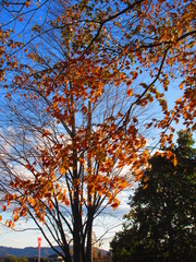 Autumn leaves and sky