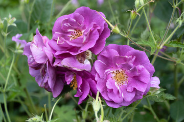 Rosa 'Rhapsody in Blue' flowers in a garden