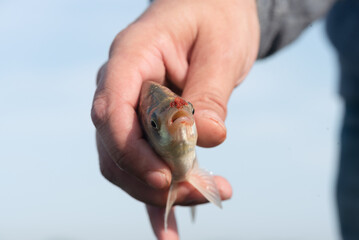 A fisherman is holding a small crucian carp close up.