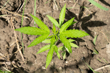 young green sprout of marijuana in outdoor, cannabis plant