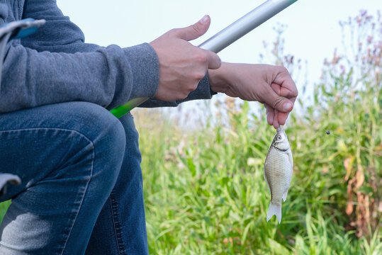 A fisherman is holding a small crucian carp close up.