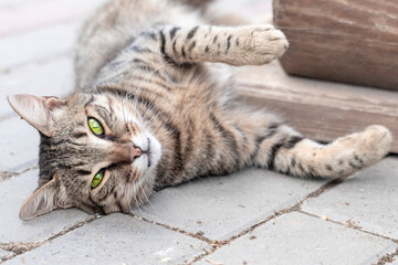 cute gray cat with green eyes lies outdoors and looks