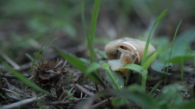 Side view. Adorable Helix Aspersa snail slowly opens her brown horns creeping in summer green gress before rain. Forest slowly wildlife concept. Enjoy your life without rush