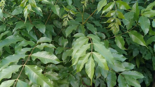 Toxicodendron vernicifluum formerly Rhus verniciflua, also known by the common name of the Chinese lacquer tree.