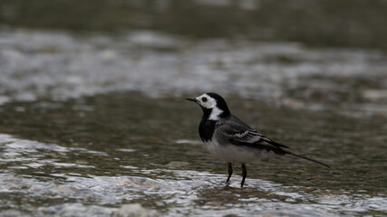 bird, natur, tier, wild lebende tiere, wasser, beach