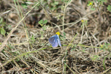 Blue butterfly on little bur clover in bloom closeup view