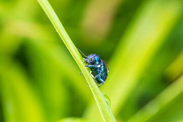 Chrysochus chinensis, The leaf beetle of Chinese milkworm is seen on a leaf