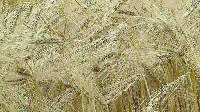 Yellow spikelets of barley close-up many spikelets