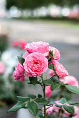 Elodie Gossuin roses bush with pink flowers across gray bokeh background blossoming in a city.