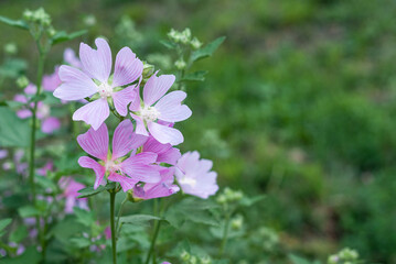 Pink Lavatera or Hollyhock mallow flowers with delicate pink petals blooming on a city flowerbed