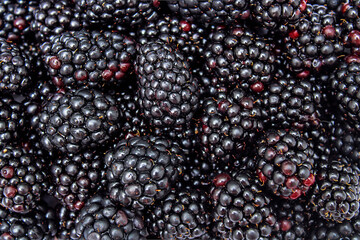 blackberry fruit background - obrazy, fototapety, plakaty