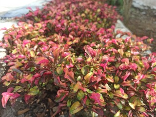 red plants in the park