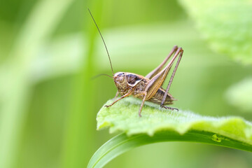 Side view of a Platycleis nymph