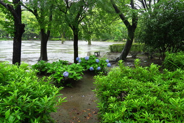 紫陽花咲く誰もいない雨の公園風景