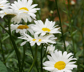 Fototapeta premium Leucanthemum maximum | Max chrysanthemum or Shasta daisies, larger than oxeye daisy, white ray petals around a yellow disc and dark green serrated leaves along a high stem 