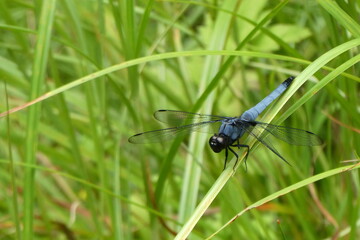 オオシオカラトンボ。
