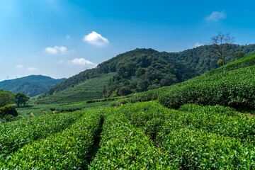 Fototapeta na wymiar Hangzhou West Lake Longjing Tea Mountain