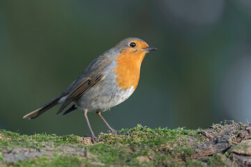 Extreme closeup for the beautiful Robin (Erithacus rubecula)