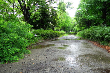 梅雨の枯れ葉散る雨上がりの公園風景