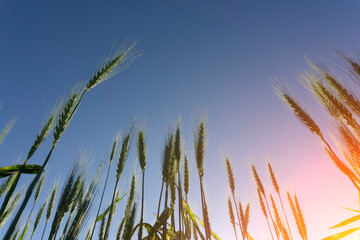  Wheat field background. Wheat harvest on a summer sunny field. Agriculture, rye farming and...
