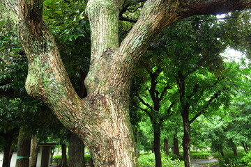 樟の古木のある雨上がりの公園風景