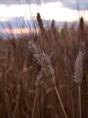 Obraz premium Dettaglio spiga di grano al tramonto