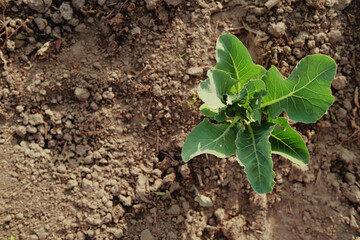 an immature cabbage plant grows in the garden or in the field, large green leaves. ripening of the crop