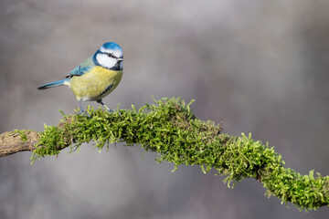 Beautiful portrait of Eurasian blue tit on branch (Cyanistes caeruleus)