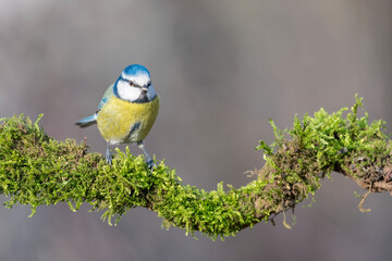 Beautiful portrait of Eurasian blue tit on branch in autumn season (Cyanistes caeruleus)