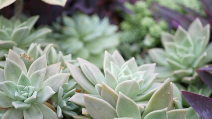 Succulent plants collection, gardening in California, USA. Home garden design, diversity of various botanical hen and chicks. Assorted mix of decorative ornamental echeveria houseplants, floriculture.
