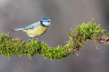 Eurasian blue tit on branch at morning (Cyanistes caeruleus)