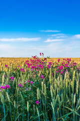 Wildflowers growing in a wheat field against a blue sky with beautiful white clouds