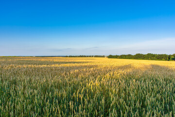 Wheat field on a blue sky in the rays of the setting sun