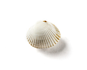 Sea shell on white background