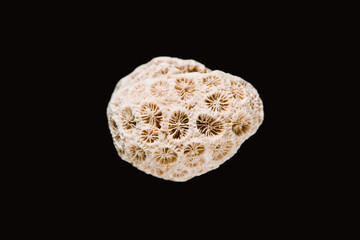 Dry coral on a black background