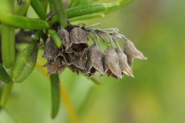 種ができたローズマリー