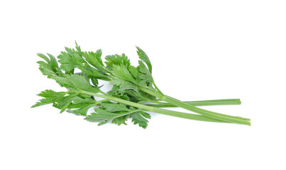 clipping path celery isolated on white background