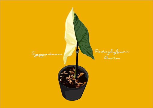 Vector Illustration of Syngonium Podophyllum Aurea Variegated
