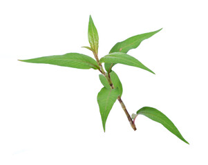Vietnamese Coriander isolate on white background