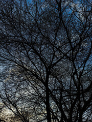 Abstract image of a huge Tree. Looking at it feels so calm.