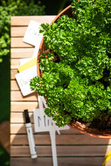 Fototapeta na wymiar Growing Fresh Parsley Herbs in Flowerpot on Balcony