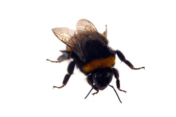 Bumblebee close-up on white background | Bourdon en gros plan sur fond blanc
