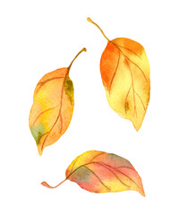 Autumn abstract leaves. Watercolor set with fall foliage bundle