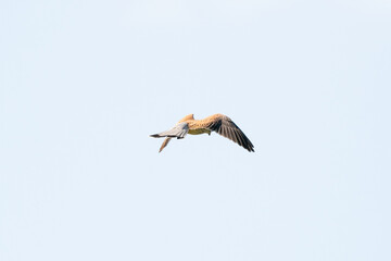 A detailed Kestrel floats against a beautiful blue sky with white clouds, The bird of prey is on...