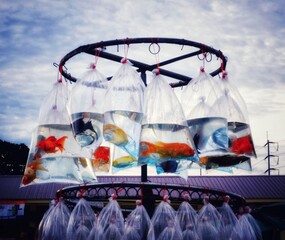 Beautiful fish in bags for sale