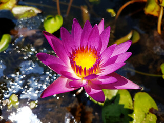 lotus water flower nature bloom