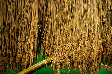 rice yellow nature farm seed